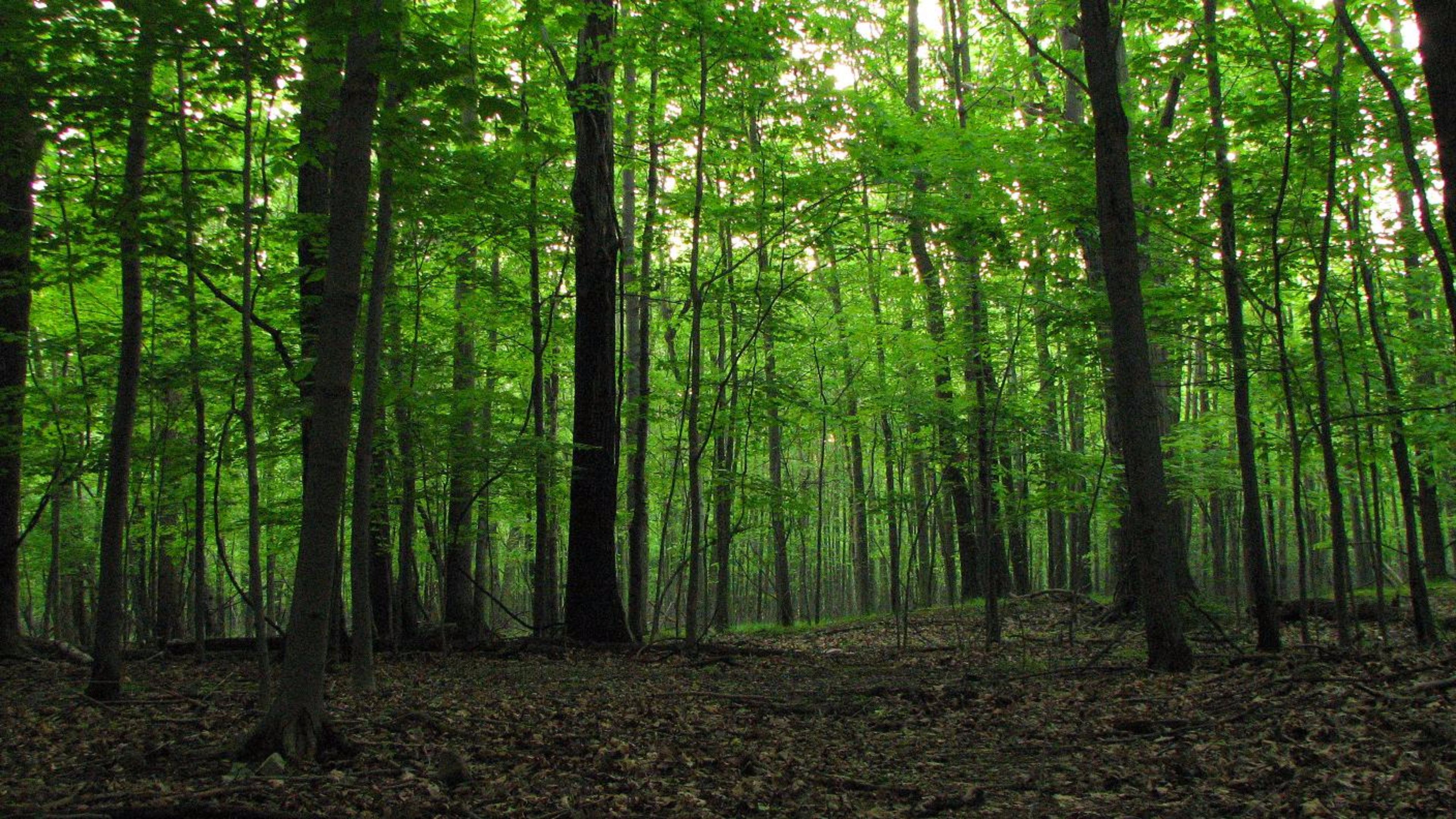 R forest. Леса умеренного пояса (гемигилеи). Лиственный лес. Фон леса. Зеленый лес.