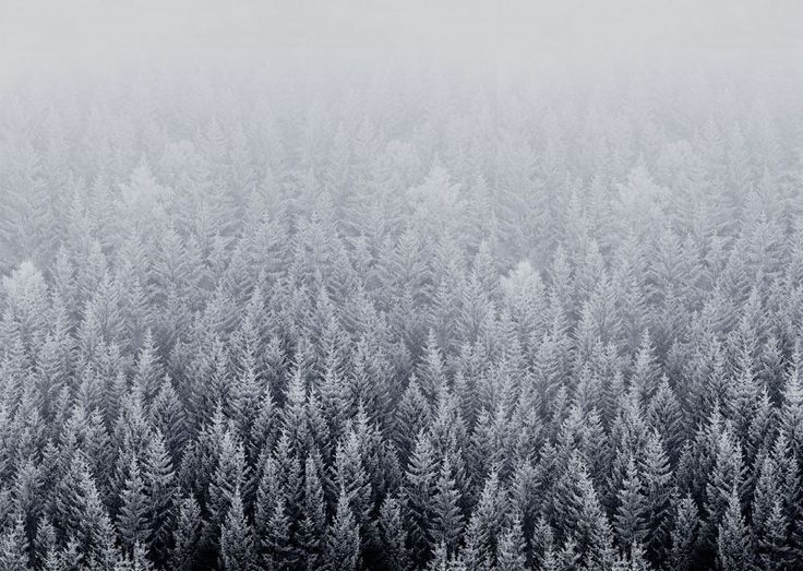 IOS 8 Snow Forest Default Mac Desktop Wallpaper Art Pinterest