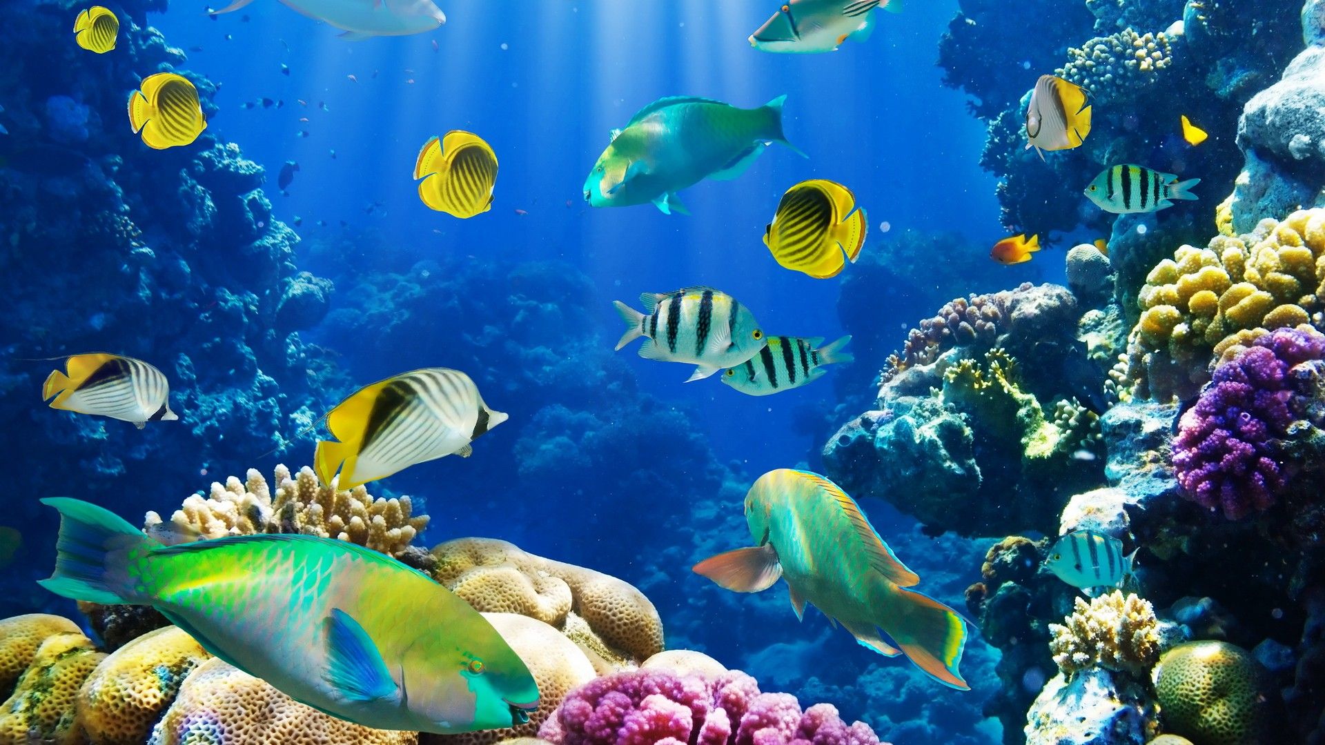 Fish tank desktop hd wallpaper 3D