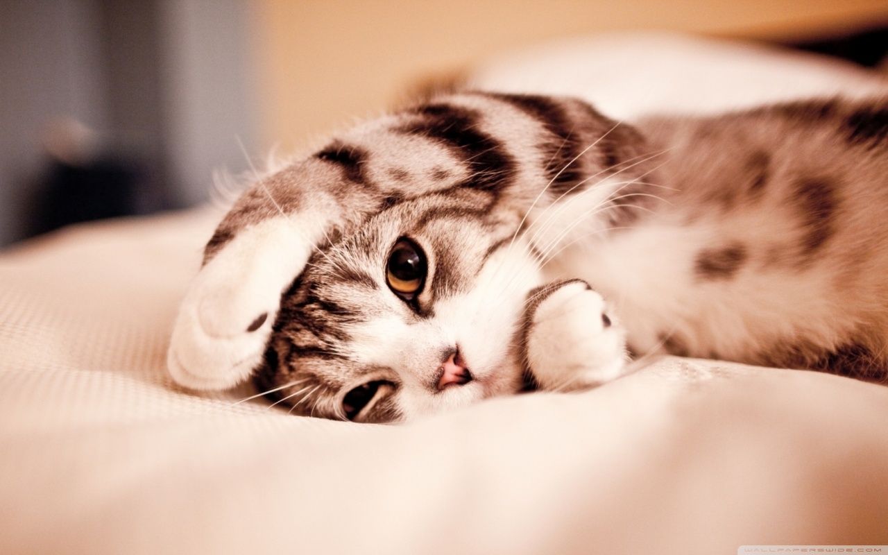 Funny Lazy Cat HD desktop wallpaper : Widescreen : High Definition ...