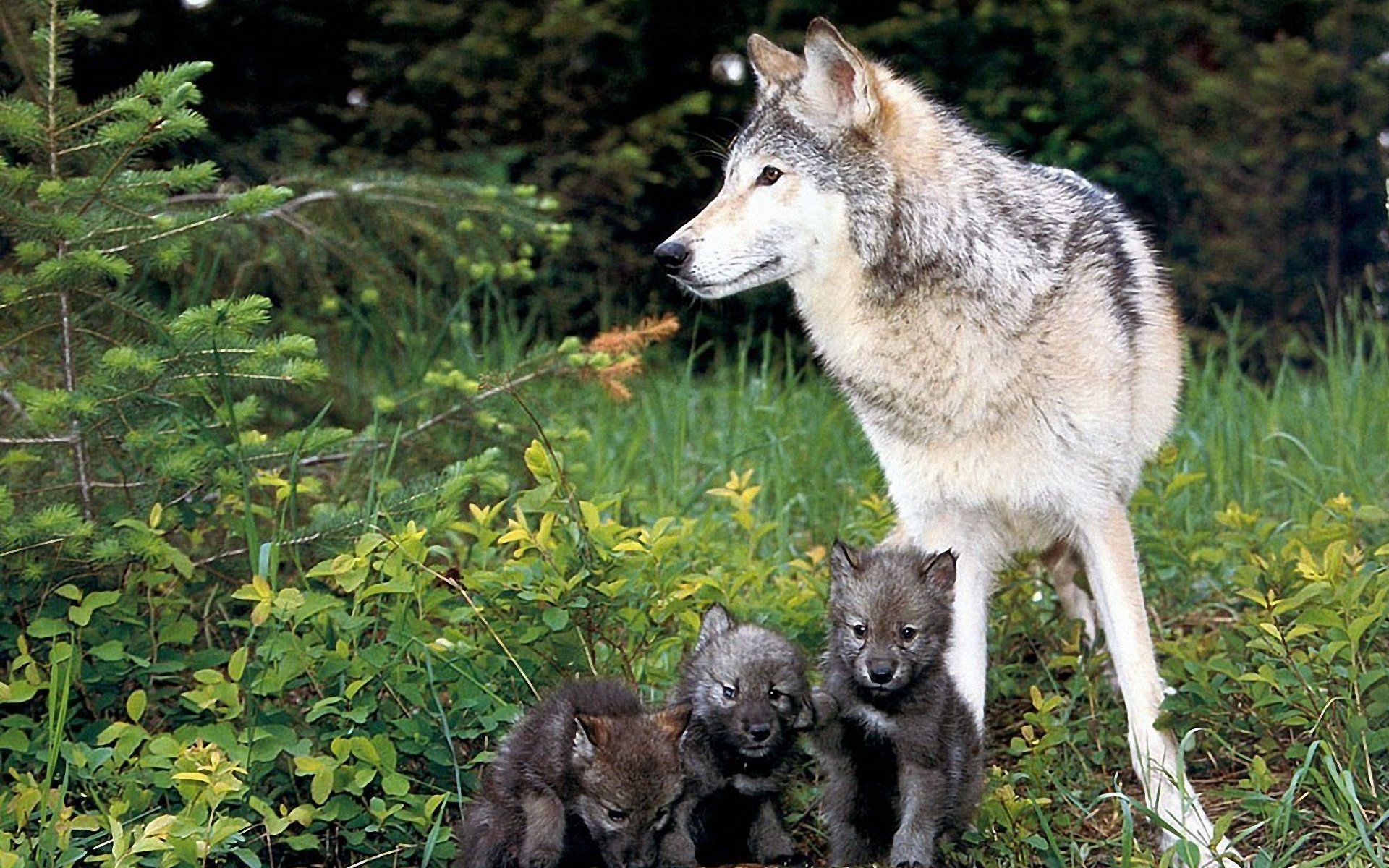 Images of baby wolf wallpaper