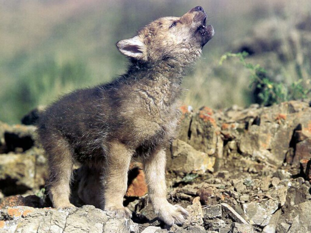 Cute Baby Wolf Pictures - Wallpaper HD Base