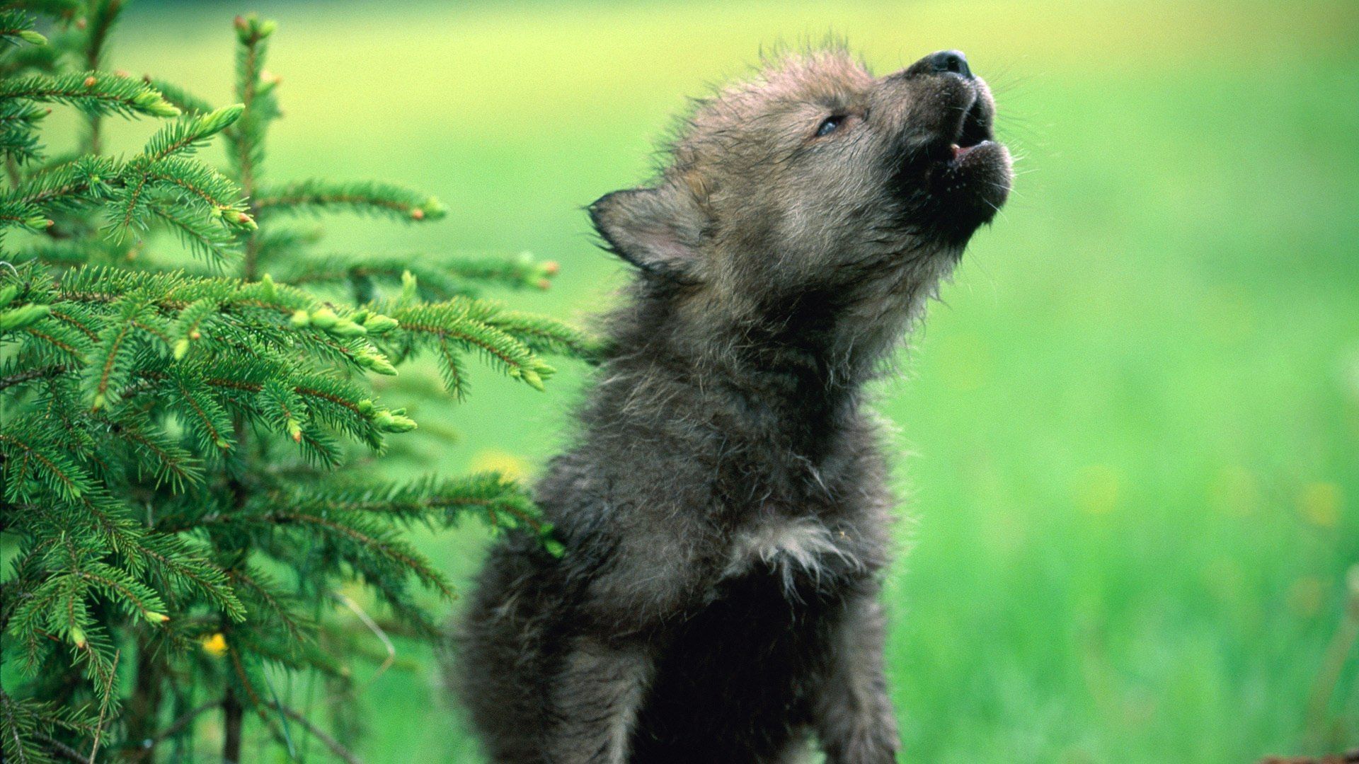 Wolf Puppies HD Backgrounds