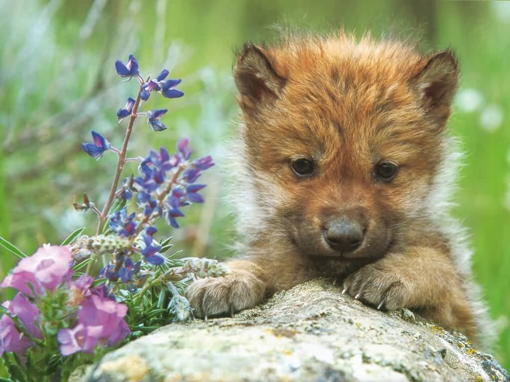 Baby wolf 2 Animal Pictures