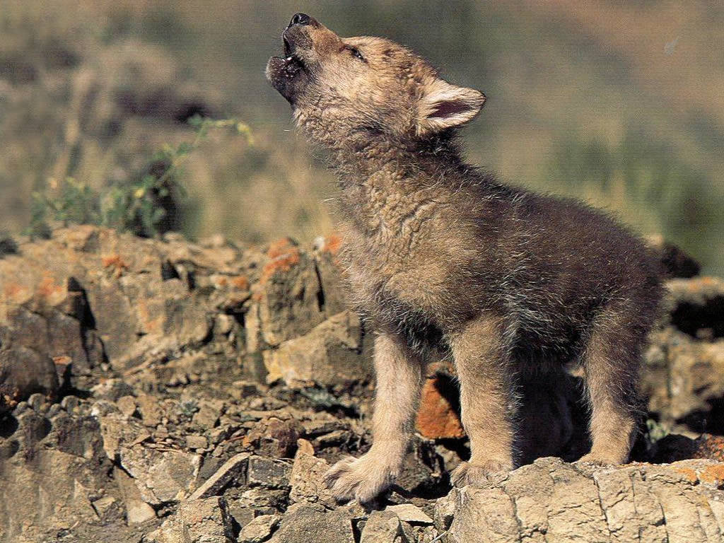 Nature | We Heart It | wolf