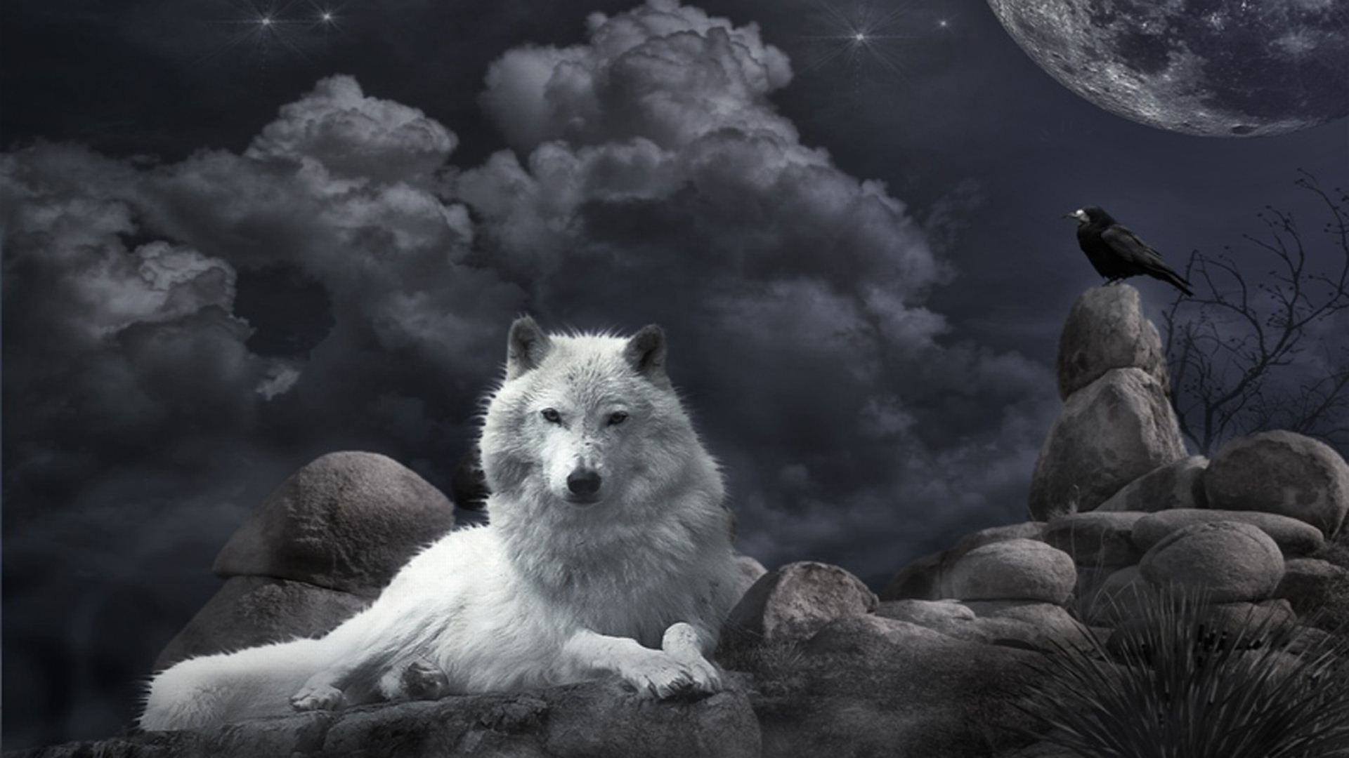 Desktop pics of a baby wolf wallpaper