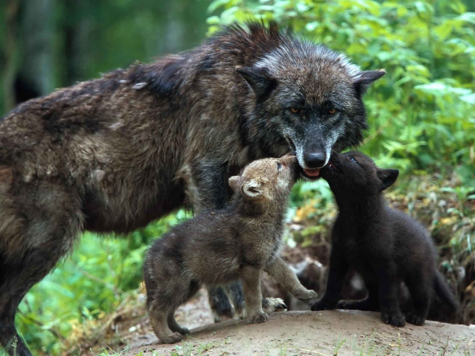 Wolf Baby Wallpapers,Wolf Wallpapers & Pictures Free Download