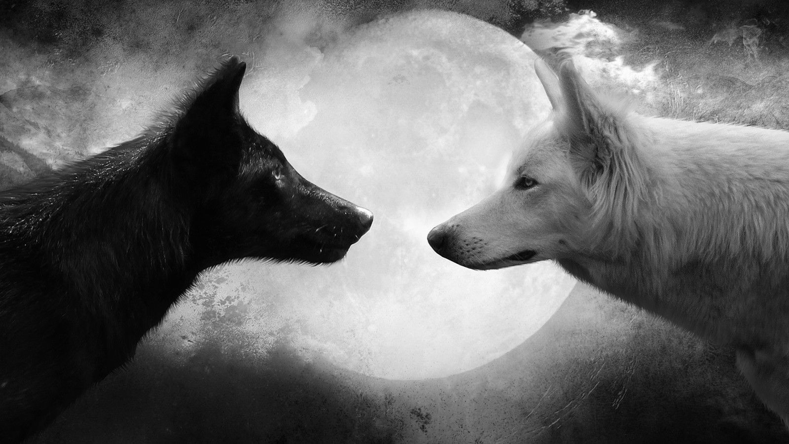Black and white wolf images wallpaper
