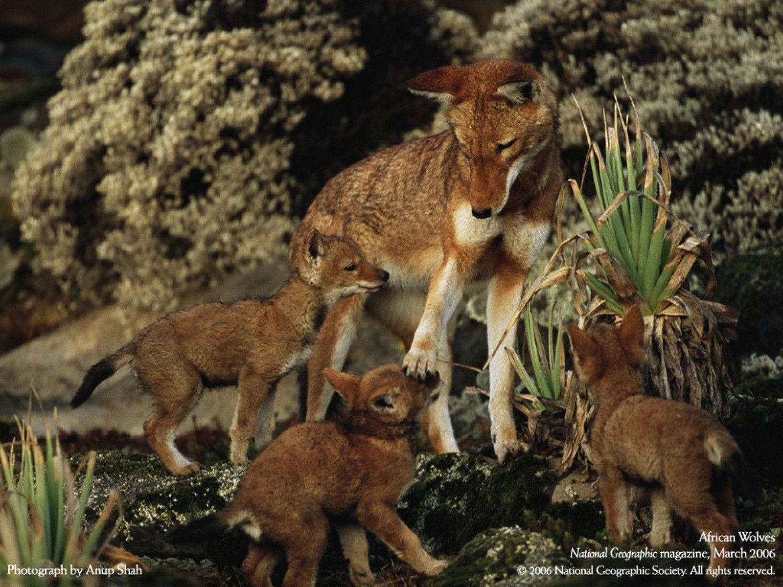 Animals National Geographic baby wolf wallpaper 1600x1200