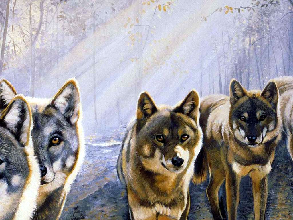 Wolf Wallpaper - Wild Wolf Animal Wallpapers Gallery