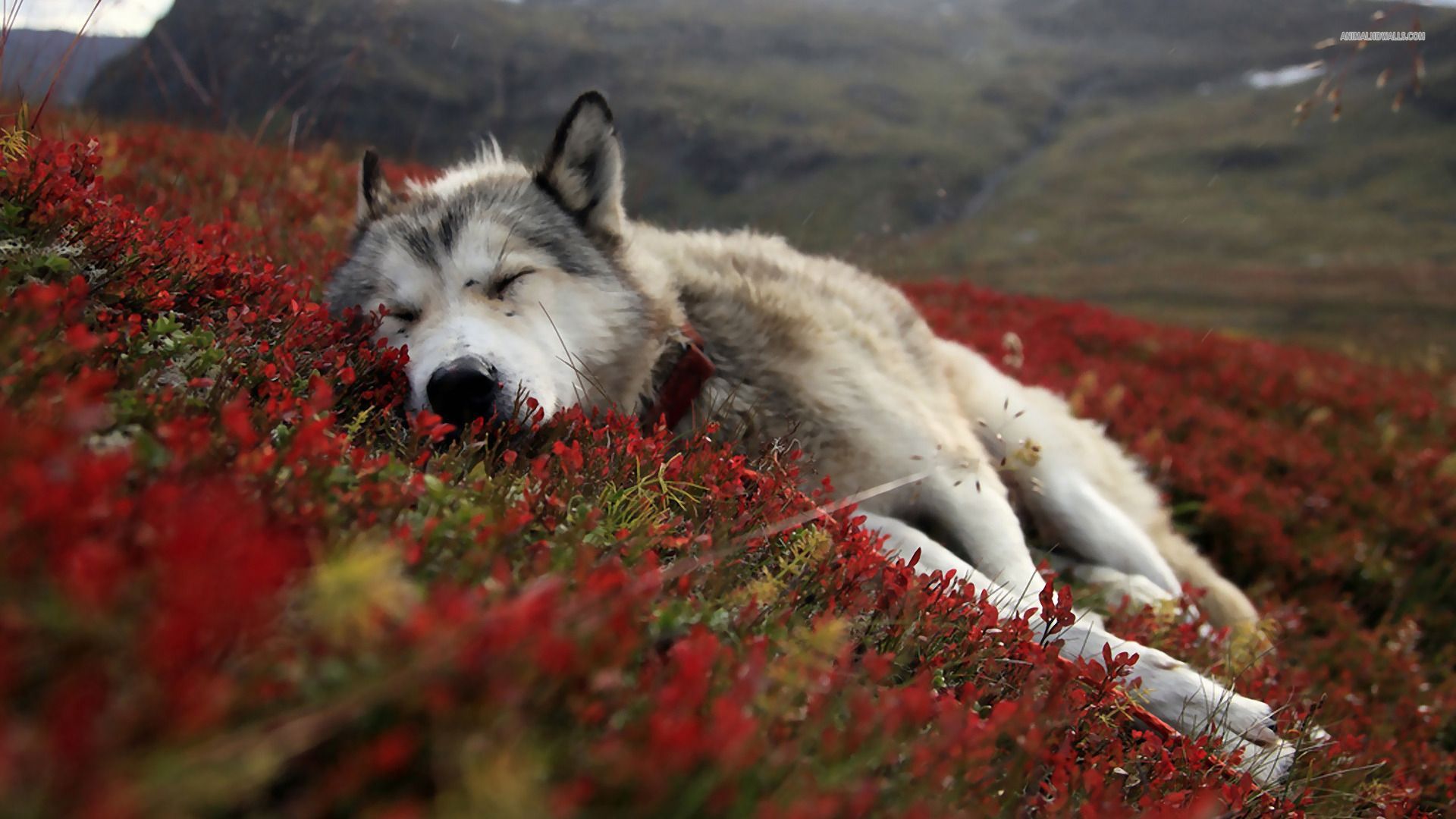 a-images-of-wolf-wallpaper.jpg