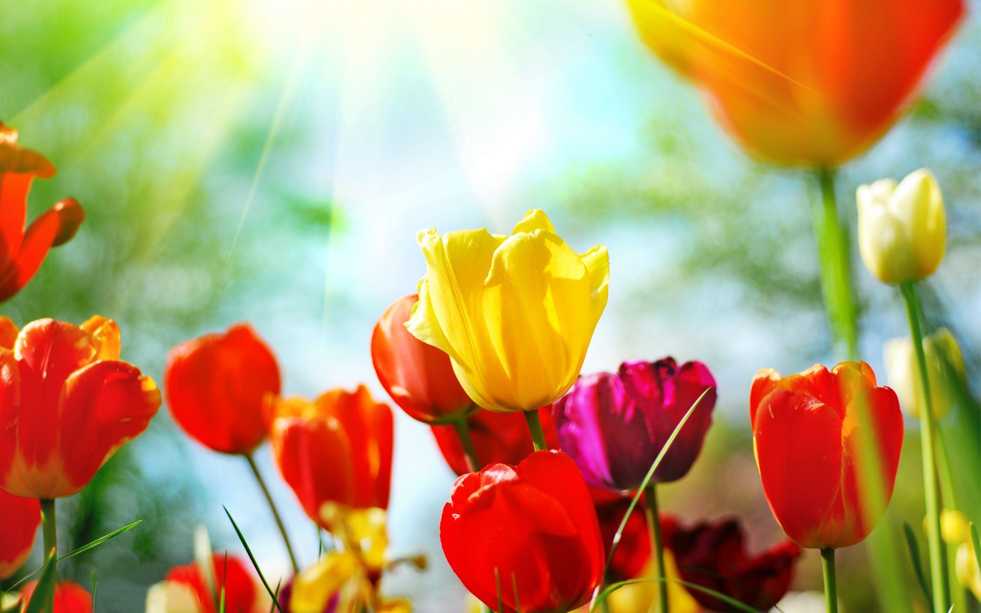 Spring Background free download | Wallpapers, Backgrounds, Images ...
