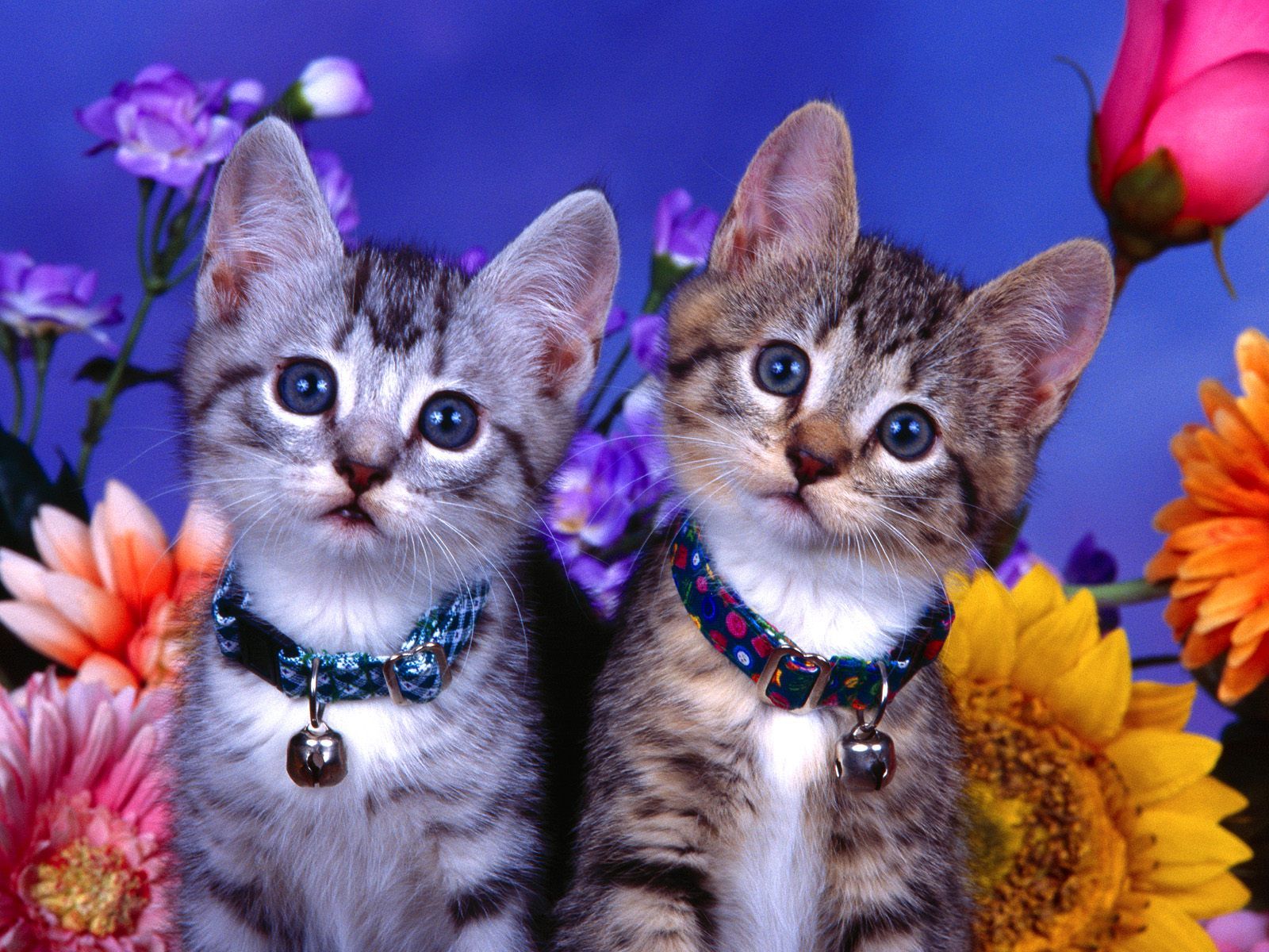 Free wallpaper Cute cat brothers desktop background