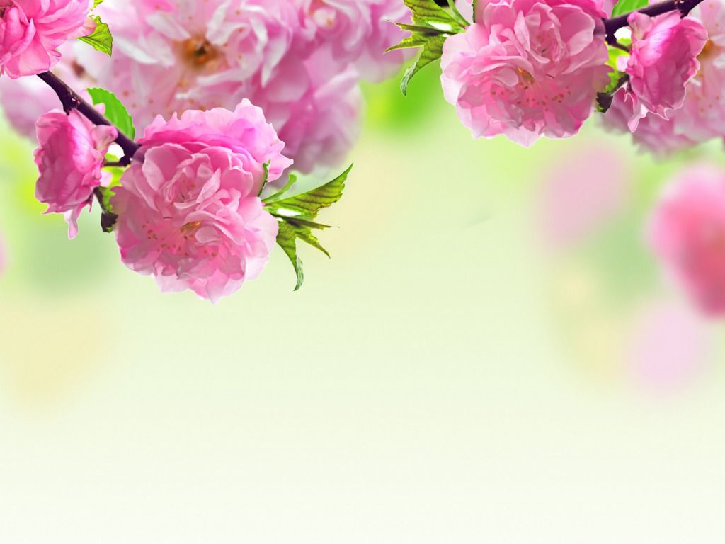 Rose Desktop Wallpapers | One HD Wallpaper Pictures Backgrounds ...