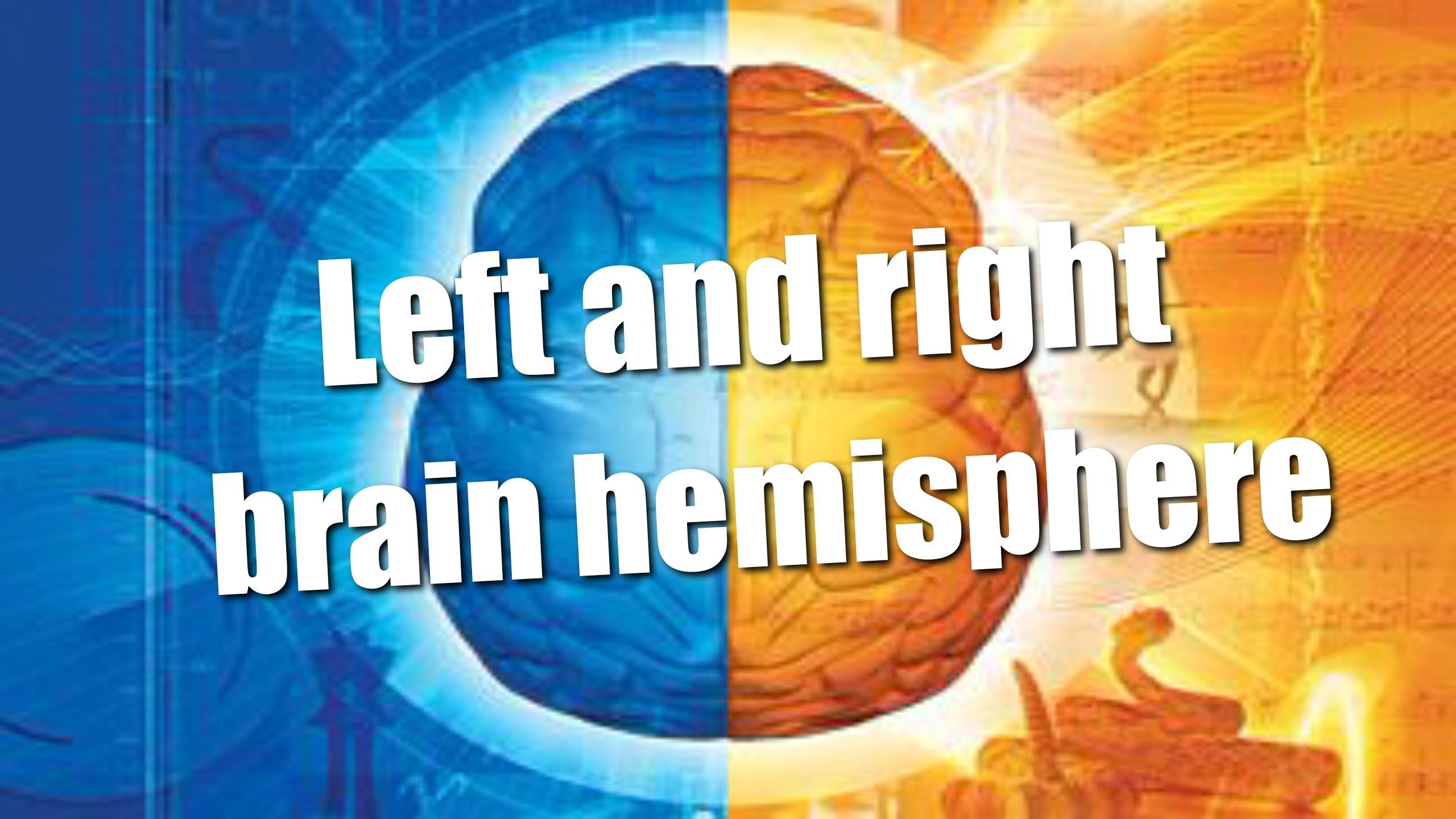 Left and right brain hemispheres - split brain theory - YouTube