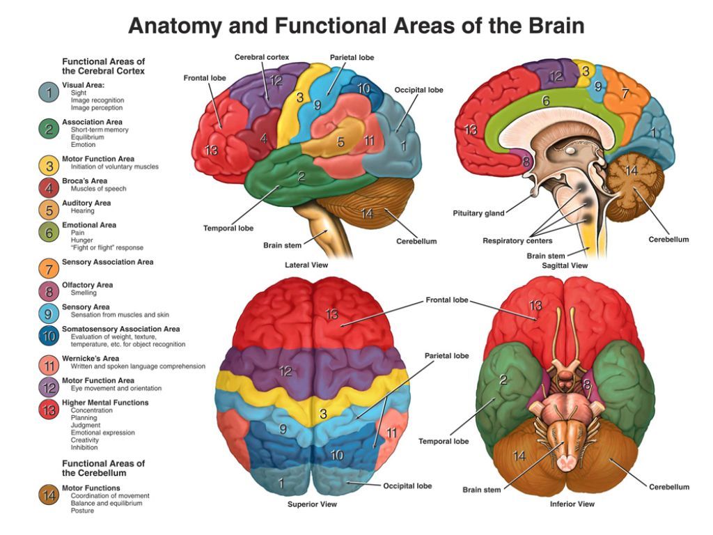 Diagram Of Anatomy And Functional Areas Of The Brain Diagram Of ...