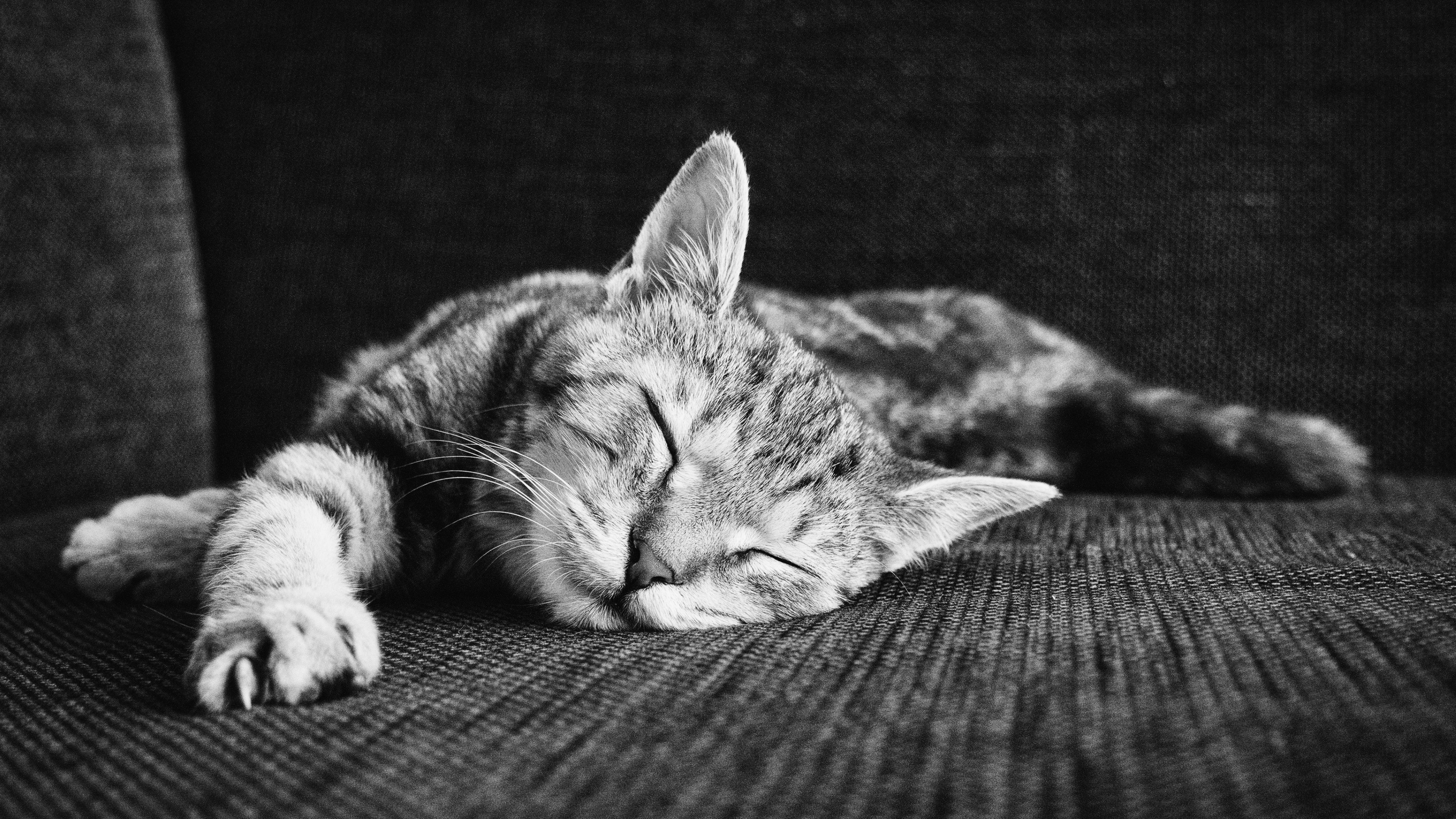 Zen Of Sleeping Kitten ultra hd wallpapers - Ultra High Definition ...