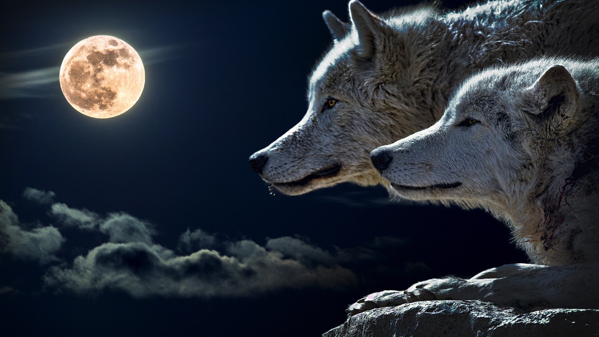 Wolves and Full Moon HD Wallpapers. 4K Wallpapers