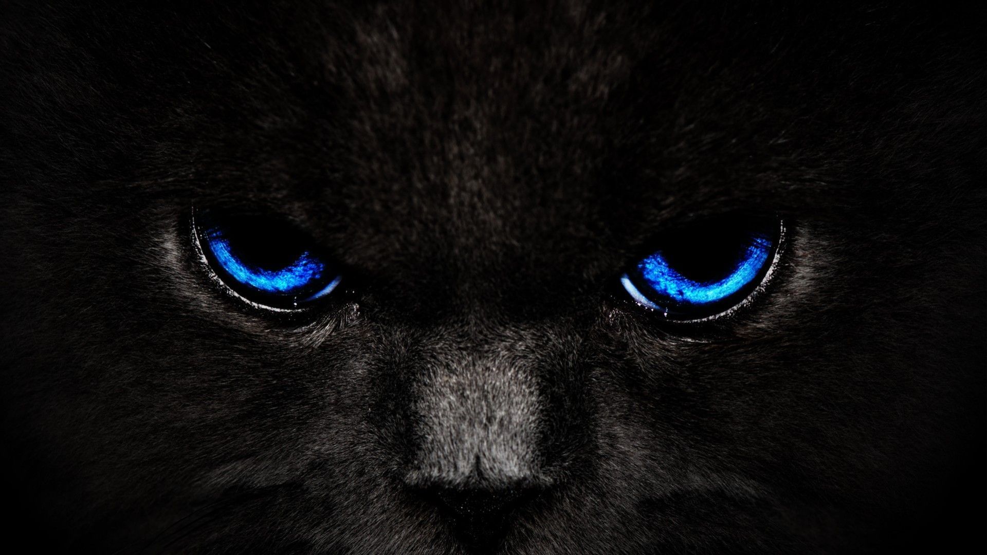 Animals Blue Eyes Cats Awesome | Free Desktop HD Wallpaper
