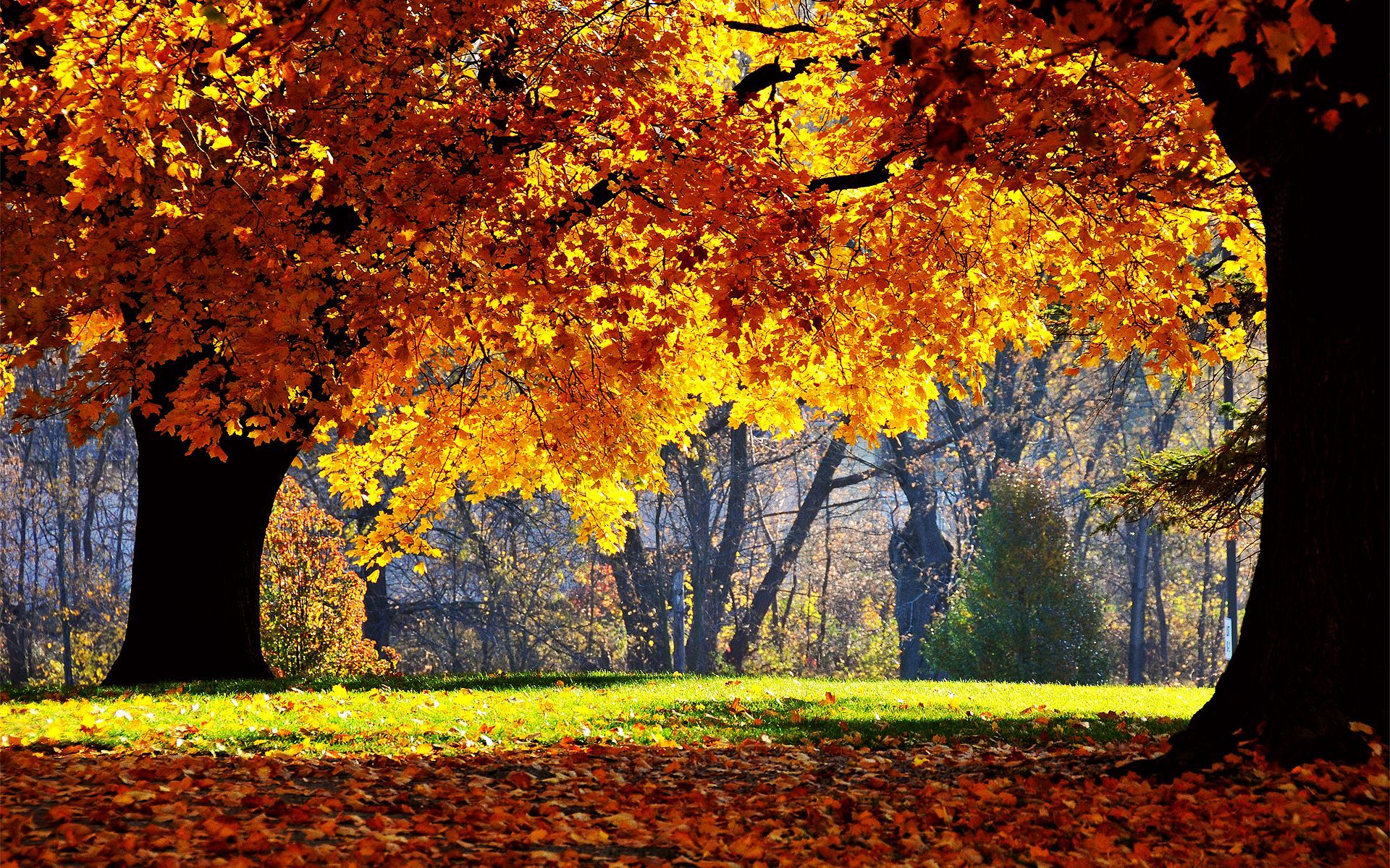 25 Stunning Fall Backgrounds