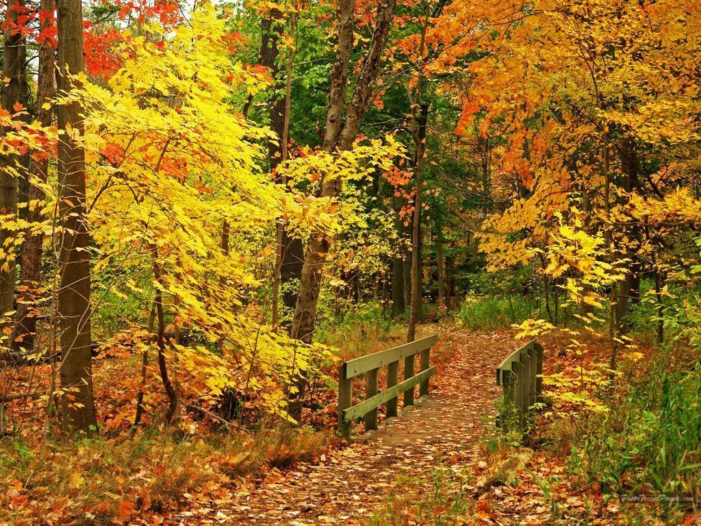 Beautiful Fall Wallpapers - Autumn Wallpaper 15496213 - Fanpop