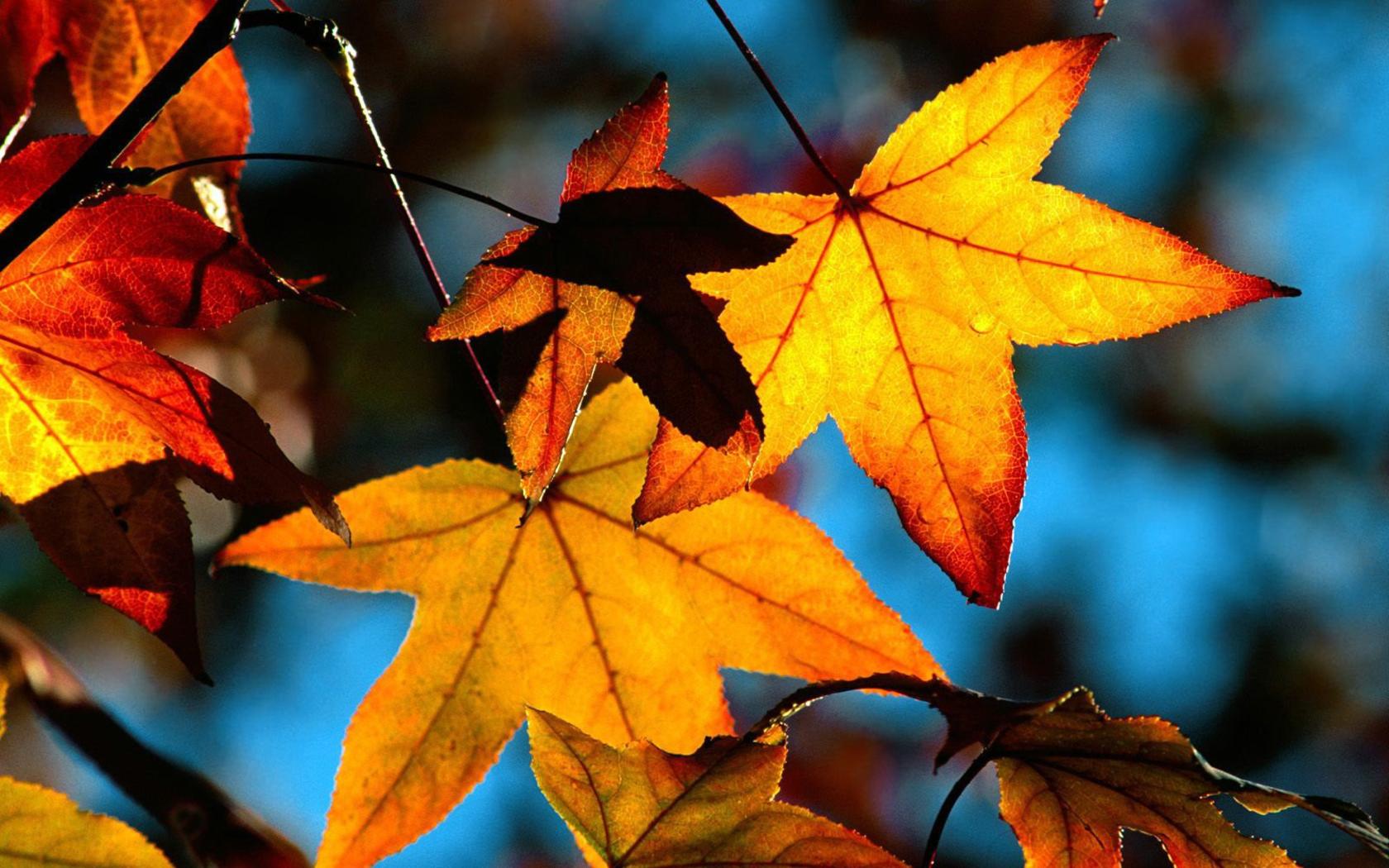 Autumn Leaves Wallpapers, Free Desktop Backgrounds - Wallpaper Path