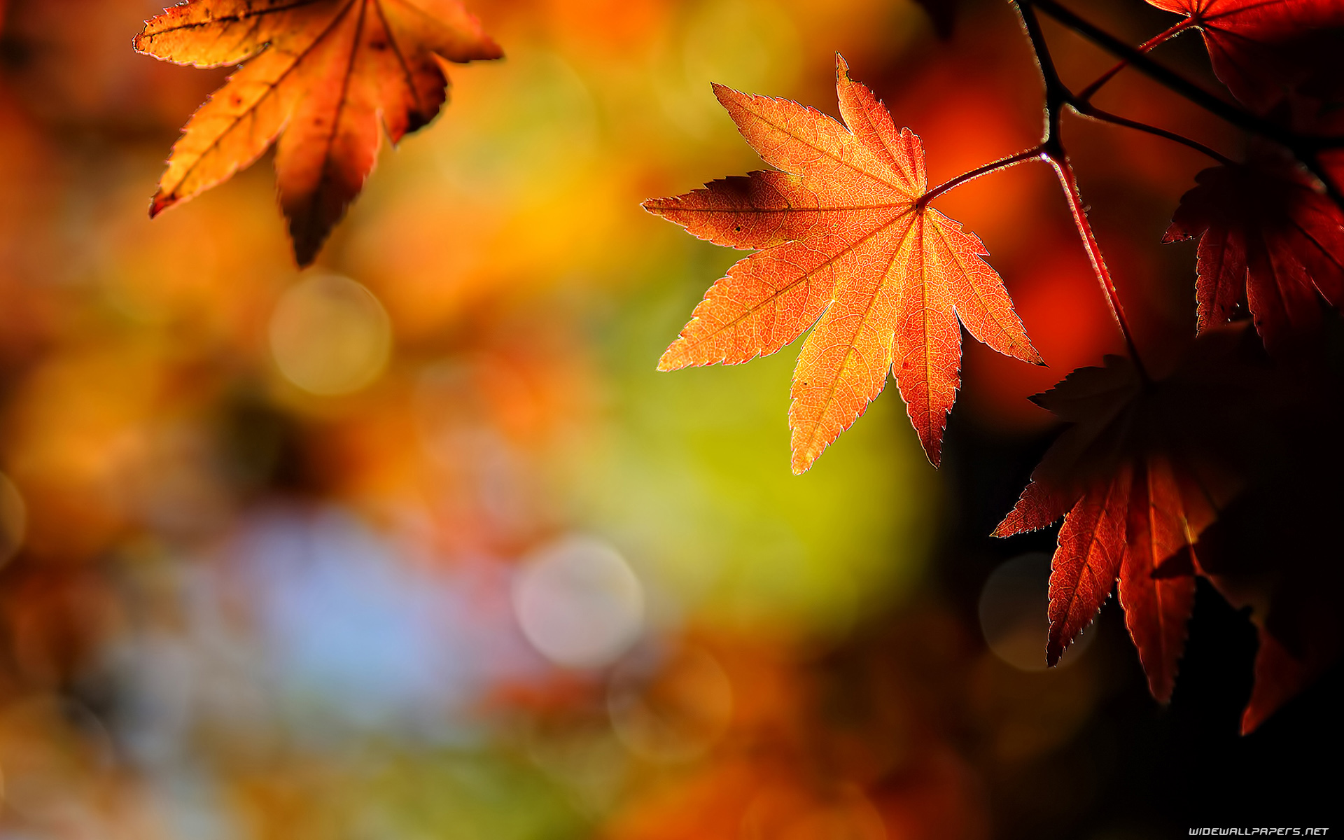 Autumn Leaves Wallpaper High Definition for Desktop - Uncalke.com