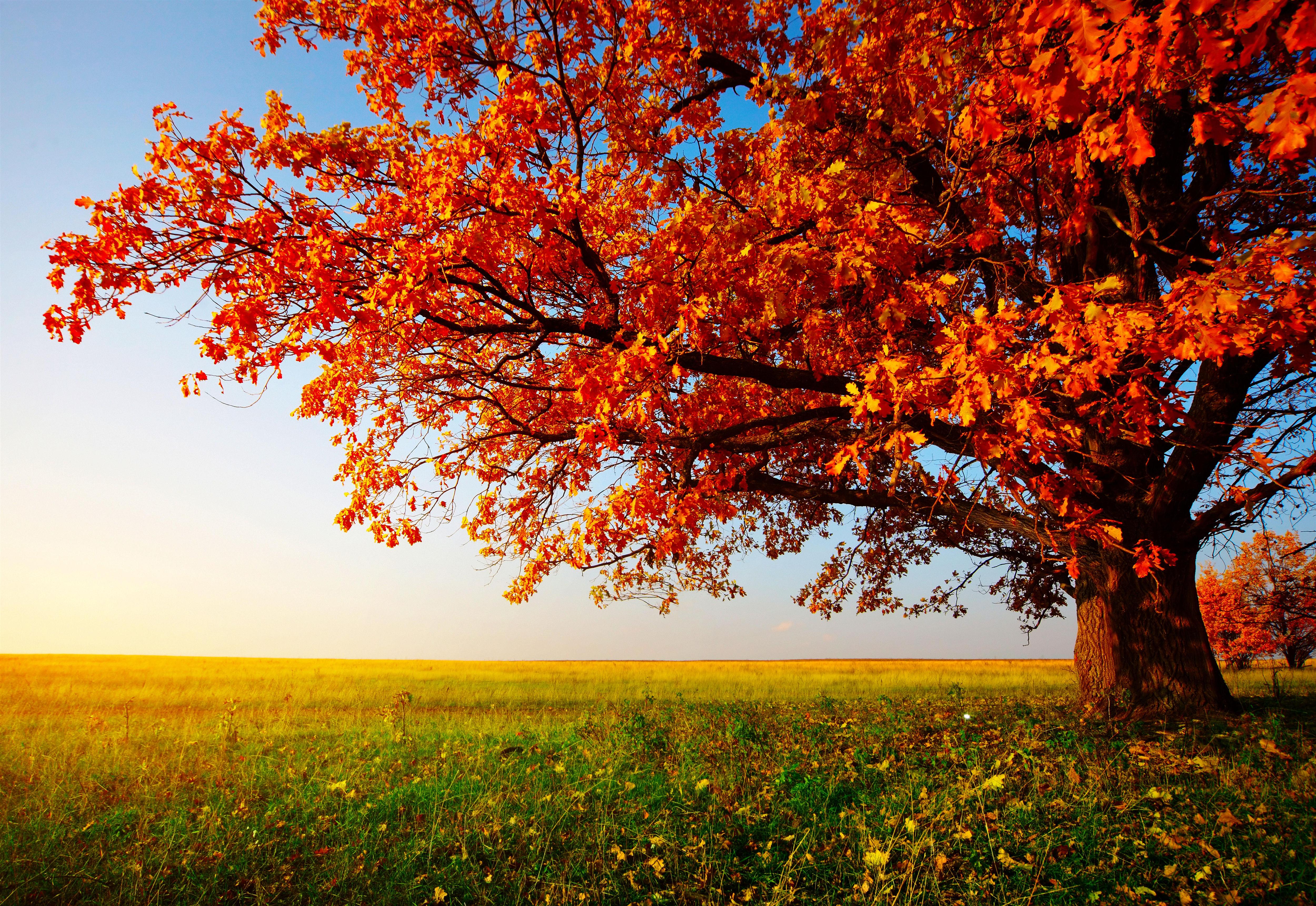 Autumn Desktop Wallpapers - HD Wallpapers Backgrounds of Your Choice