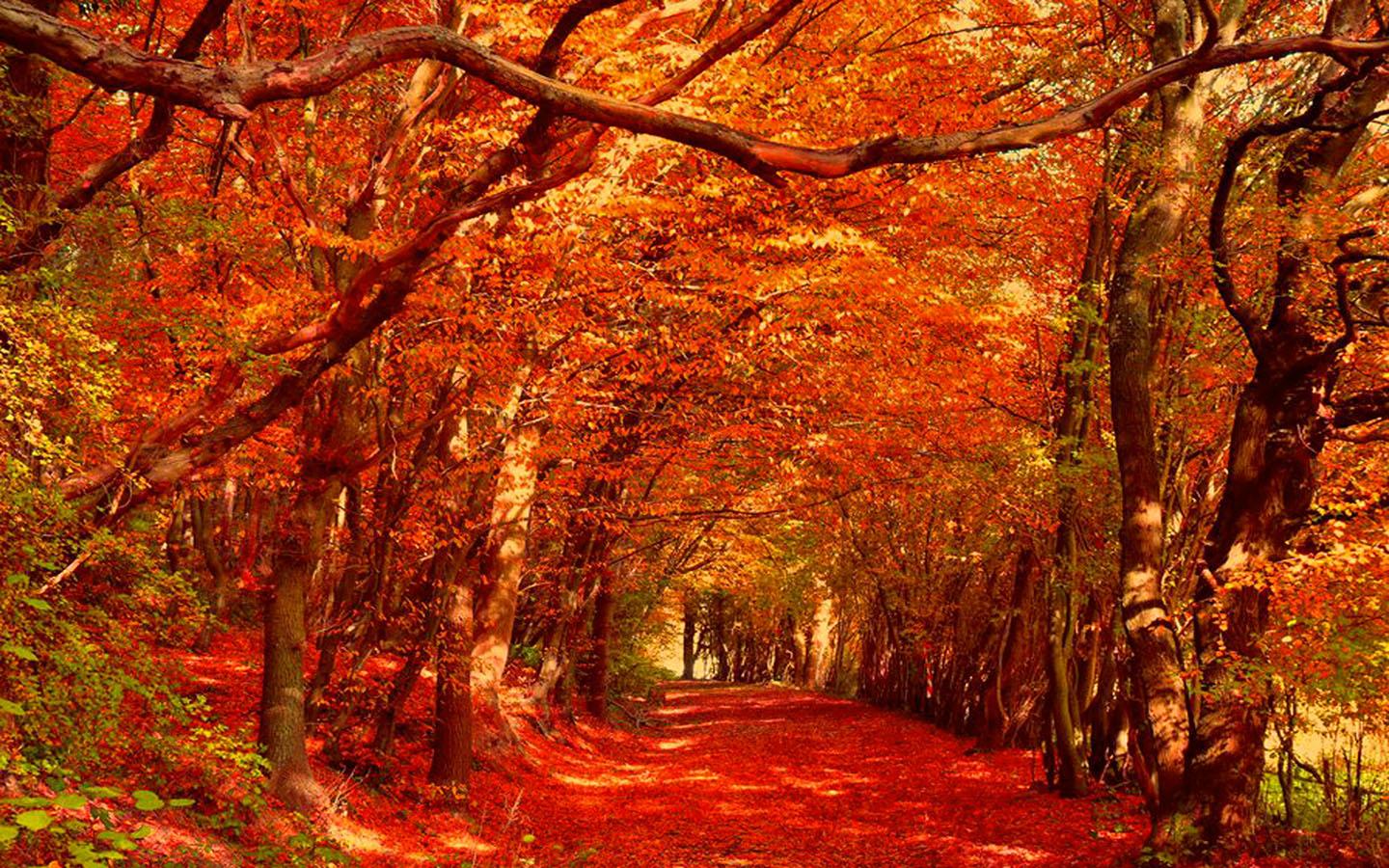 Autumn Wallpaper - Android Apps on Google Play