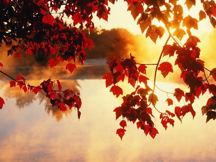 Wallpapers For > Fall Leaves Backgrounds Tumblr | • F a l l i n g ...