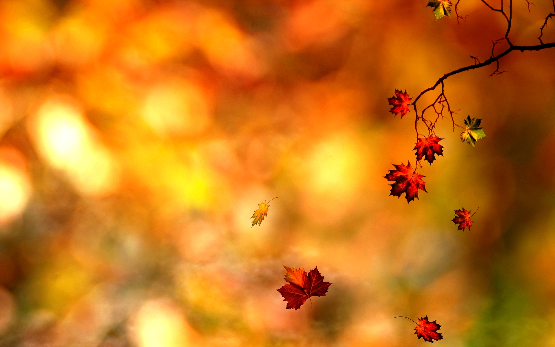 Autumn leaves backgrounds | danasrgi.top