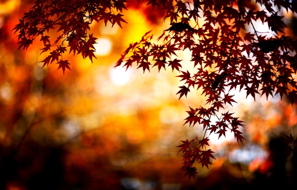 Autumn Background Tumblr | Wallpapers Gallery