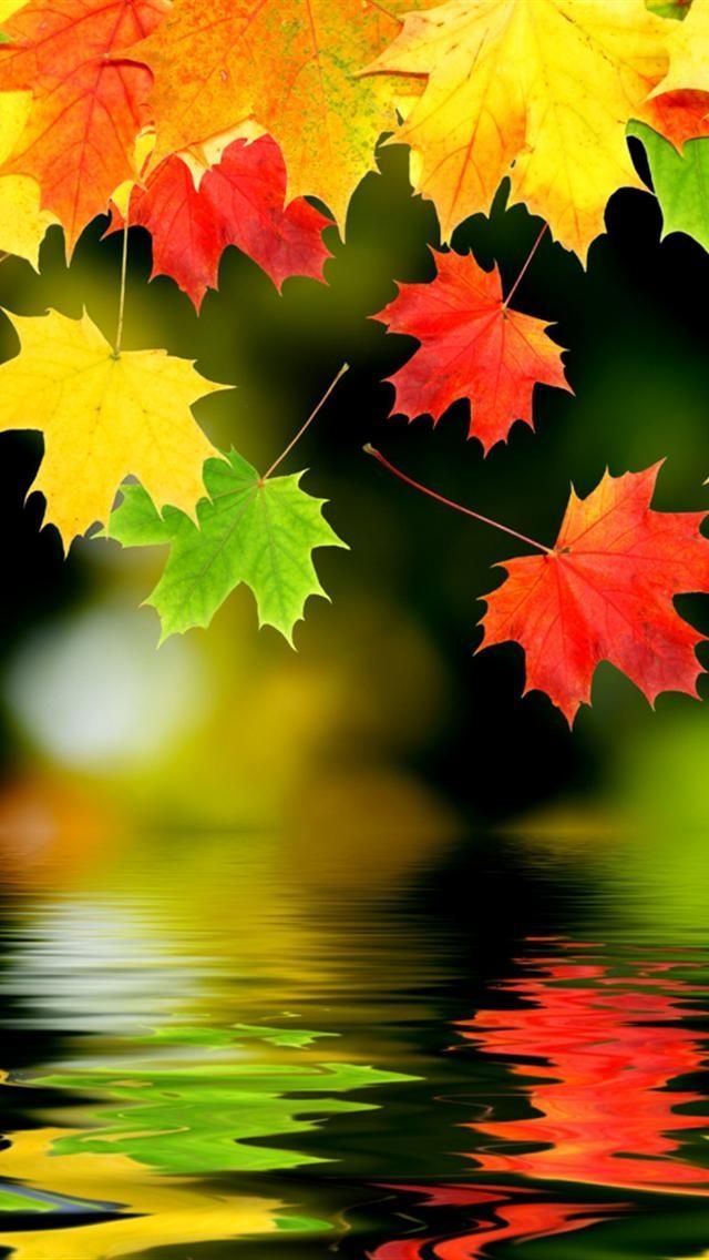 Pin by Bailey on Wallpapers | Pinterest | Fall