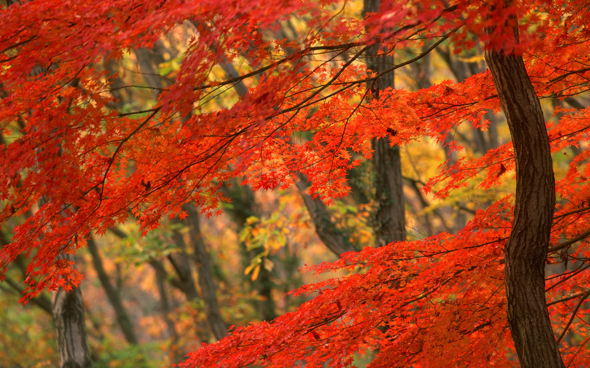 Autumn Leaves Wallpaper for Desktop - Uncalke.com