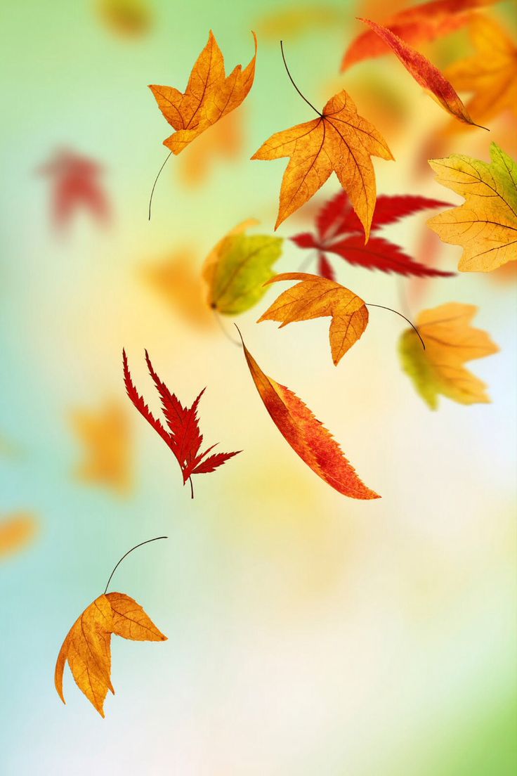 Twitter headers on Pinterest | Fall Wallpaper, Autumn and Fall Leaves