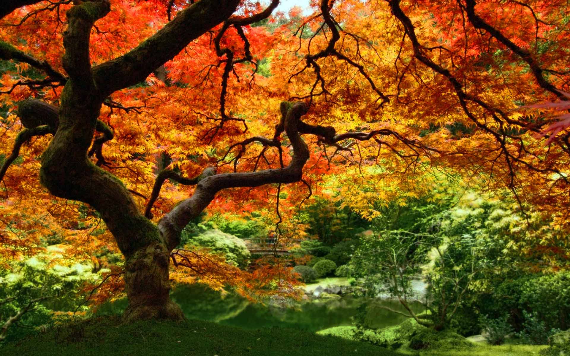 Free-Fall-Wallpaper-for-Desktop-Autumn-Leaves9.jpg