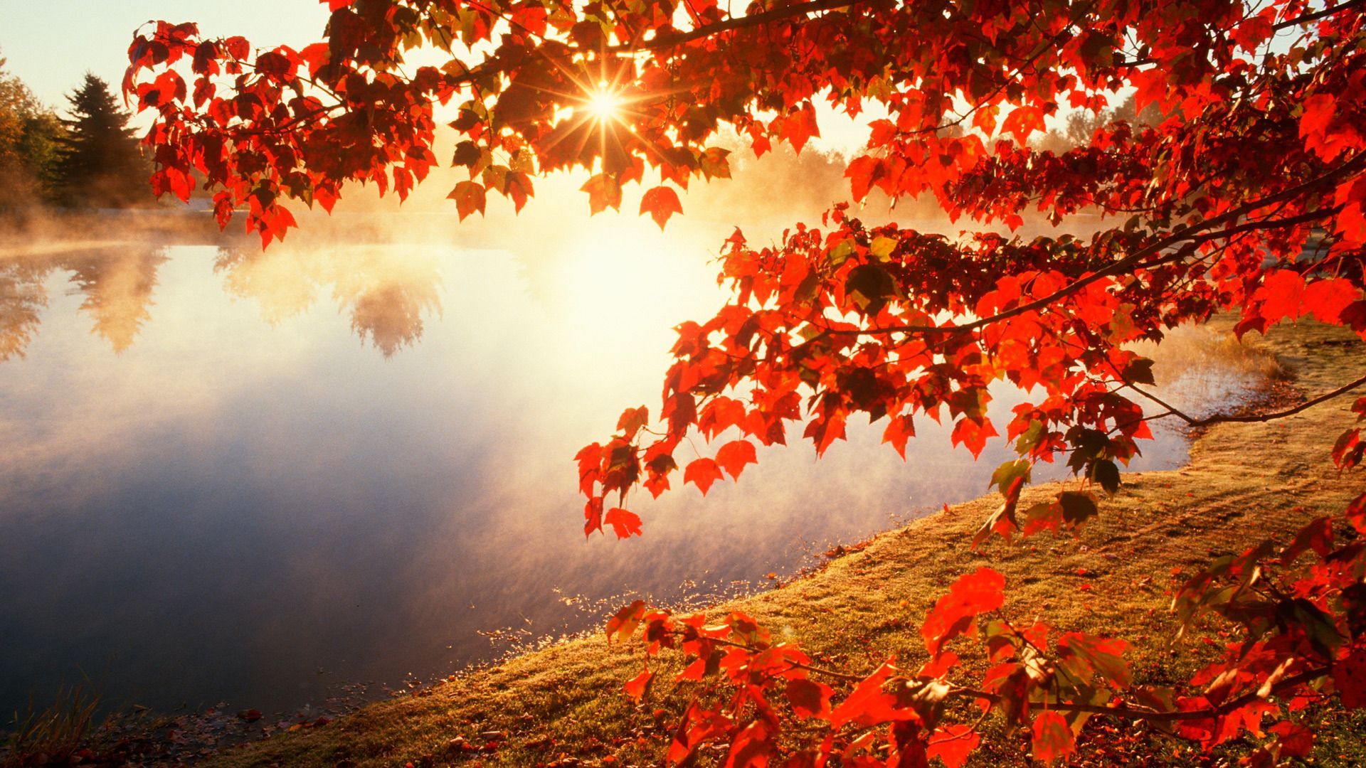 Fall Leaves Desktop HD Wallpapers Attachment 3894 - Amazing Wallpaperz