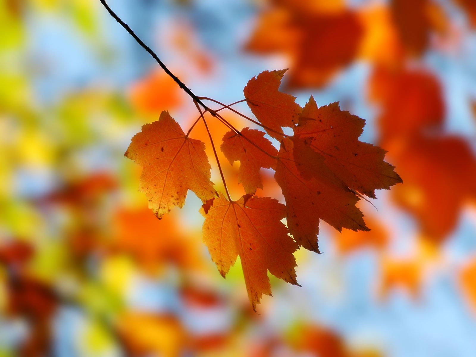 beautiful nature autumn desktop wallpapers 1080p | Daily pics ...