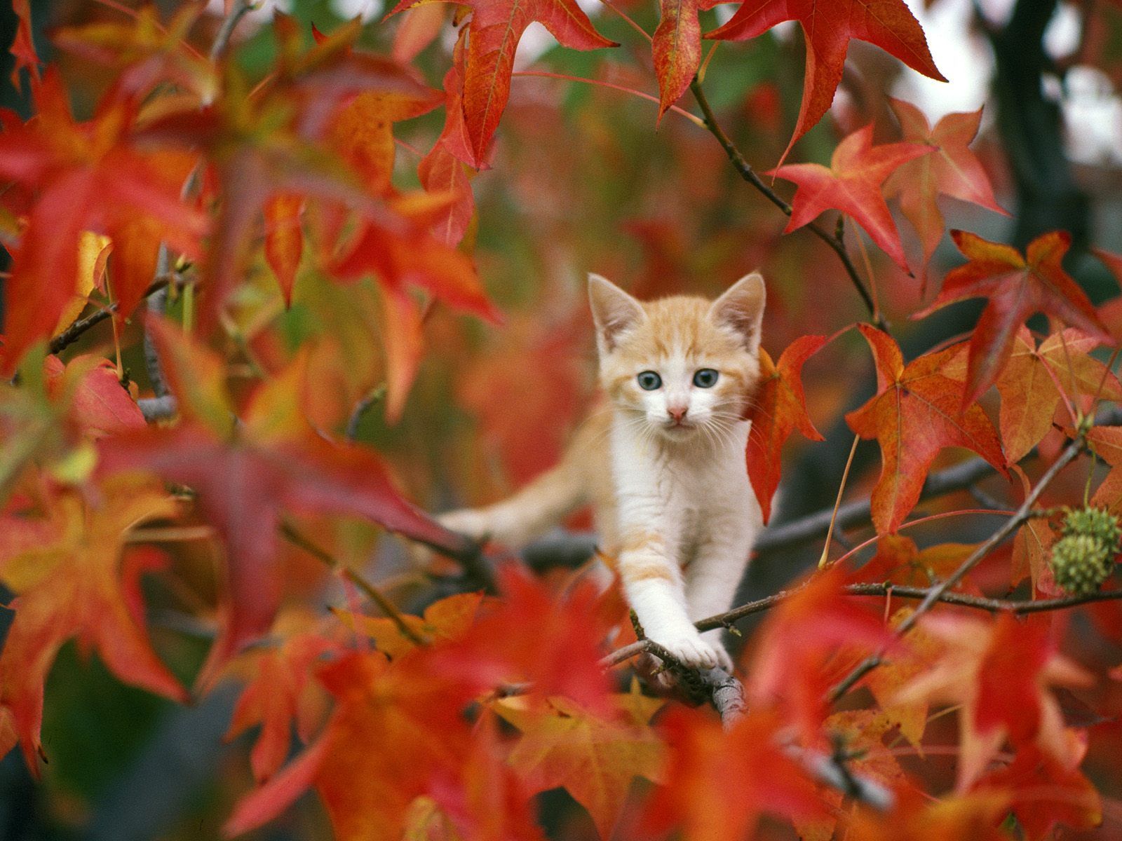 2-cat_autumn.jpg