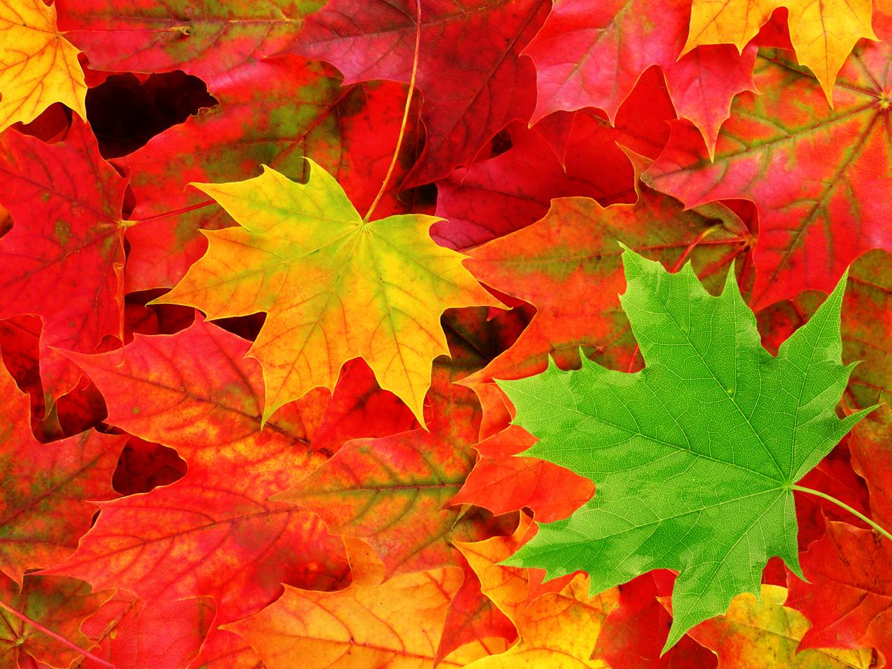 Fall Leaves Drop Water Macro Wallpaper Desktop #6775 Wallpaper ...