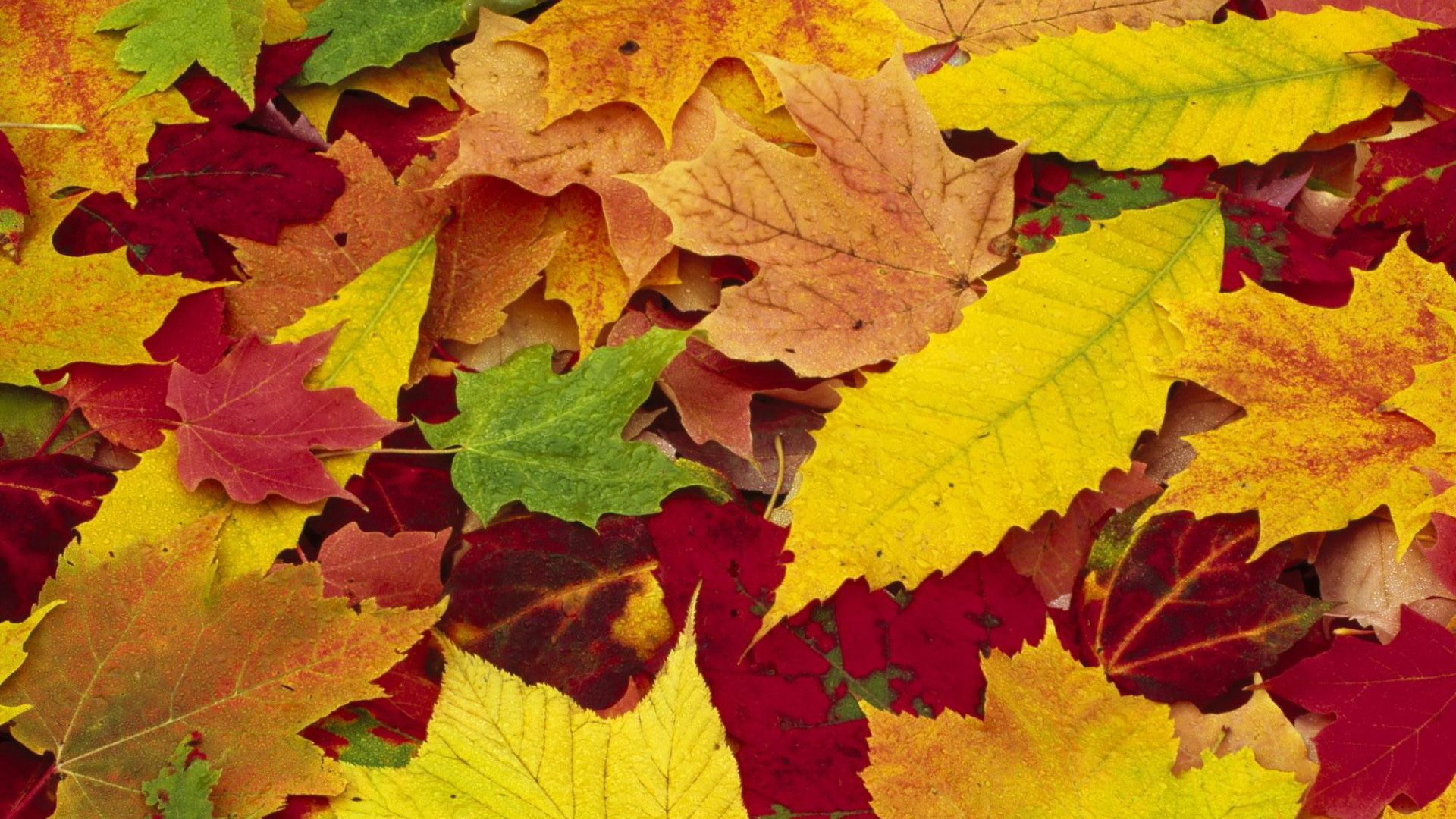 Autumn Leaf Wallpaper Nature Desktop - 1529555