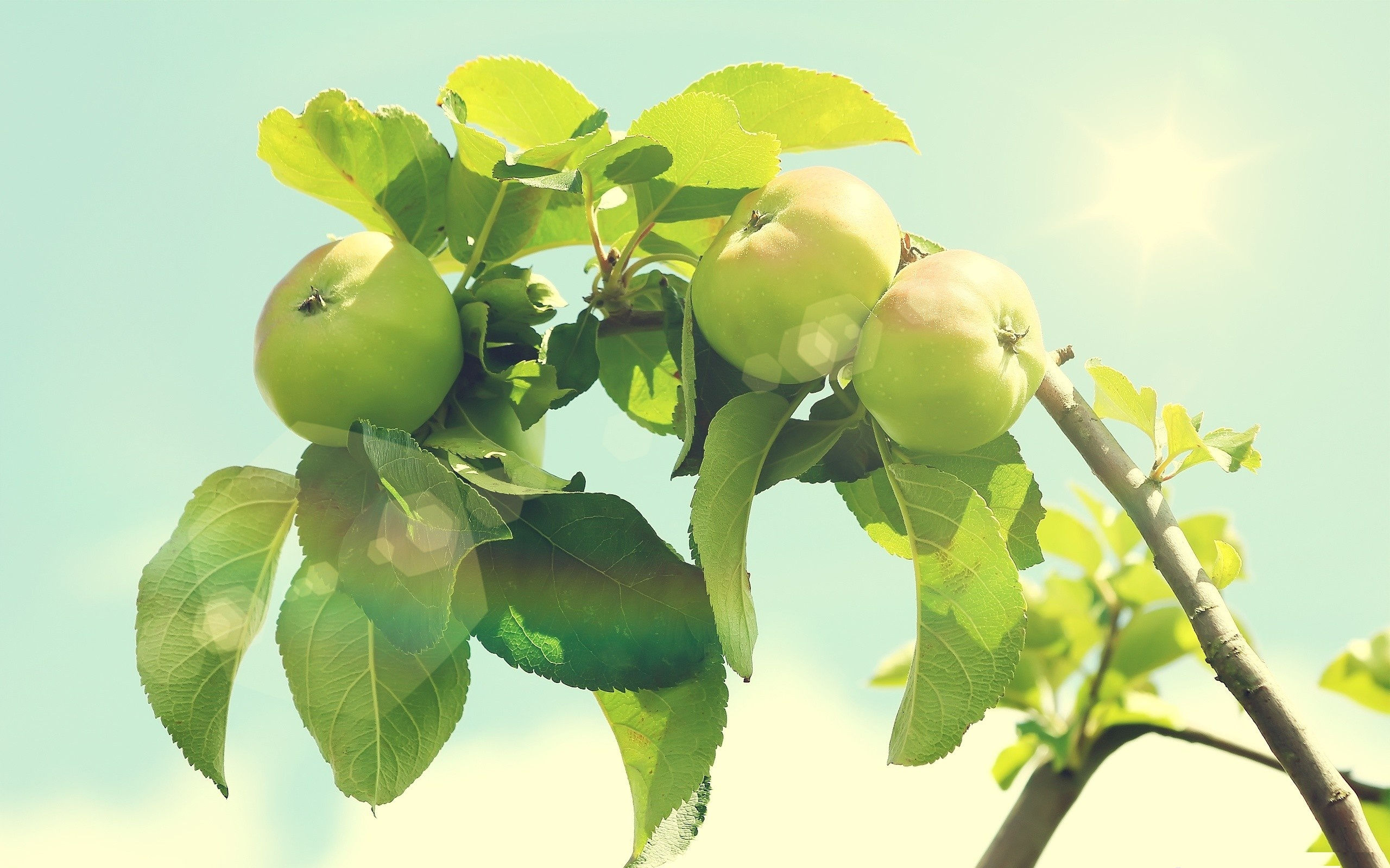 Desktop hd green apple tree photography