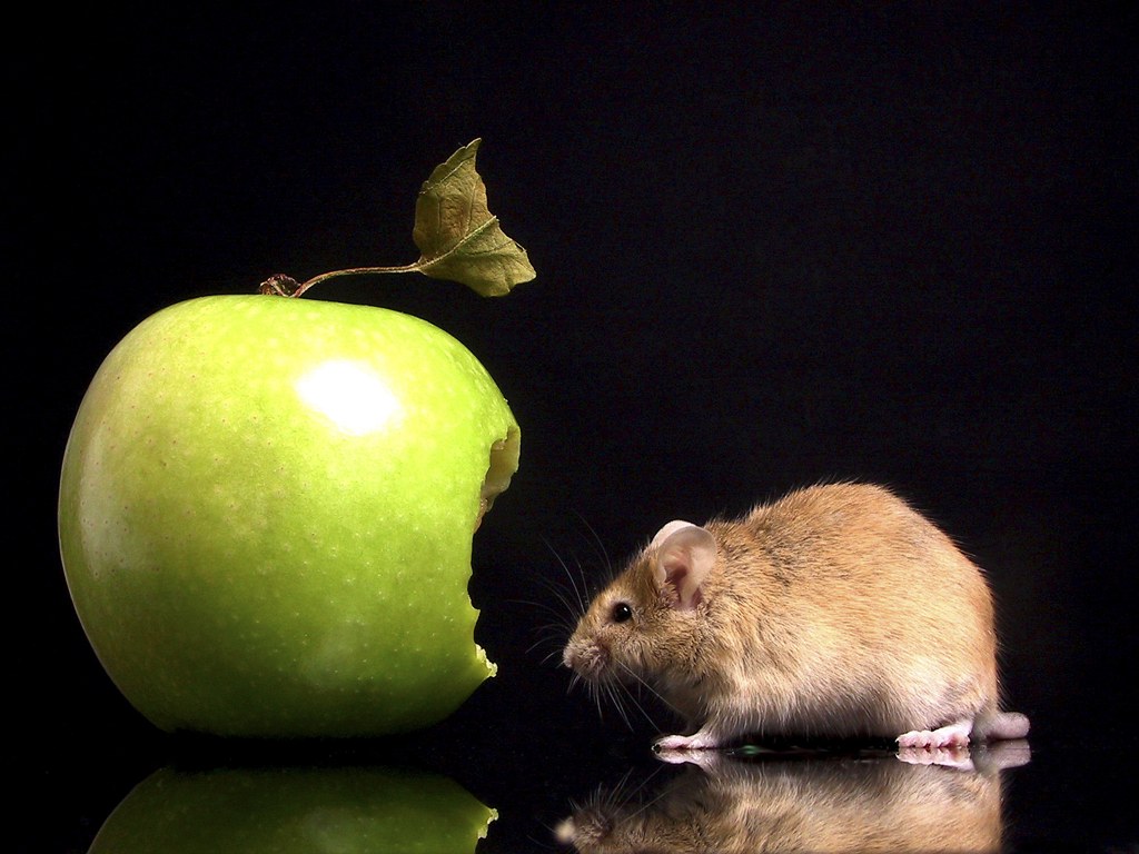 A mouse eating a green apple 1024x768 NO.33 Desktop Wallpaper ...