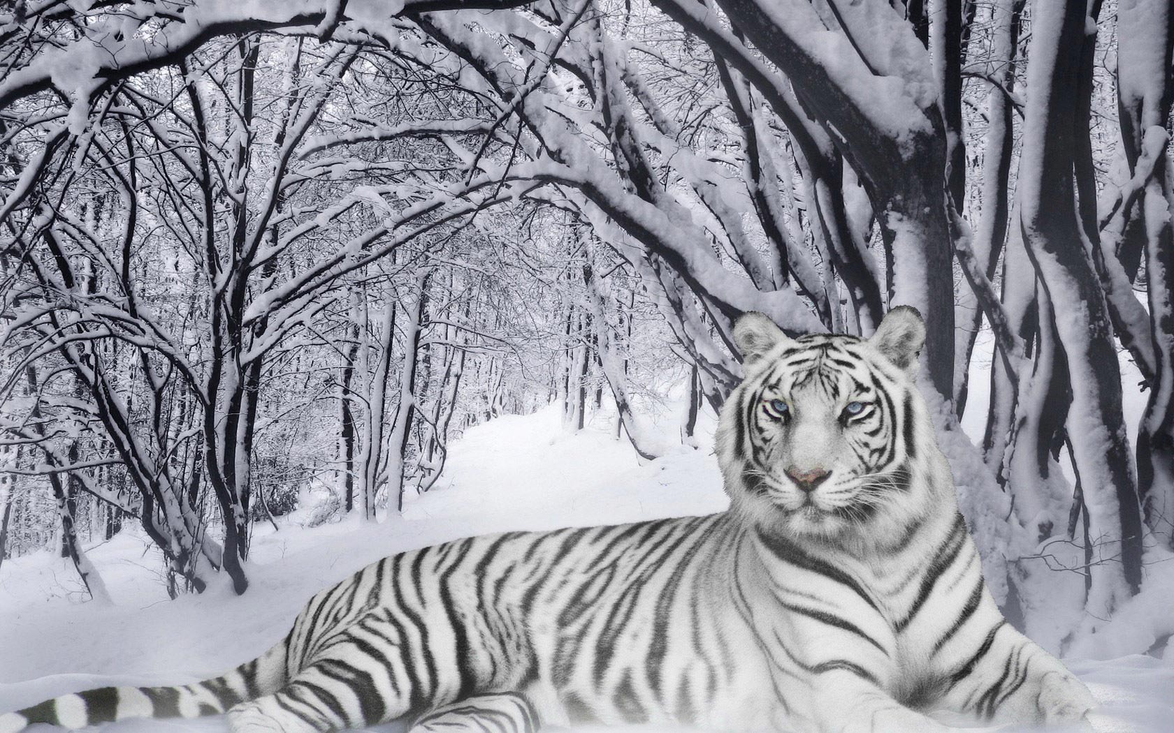 Desktop Wallpaper · Gallery · Animals · Bengals White Tiger | Free ...