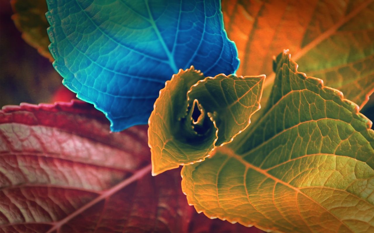 1280x800 Colorful leaves hd Wallpaper