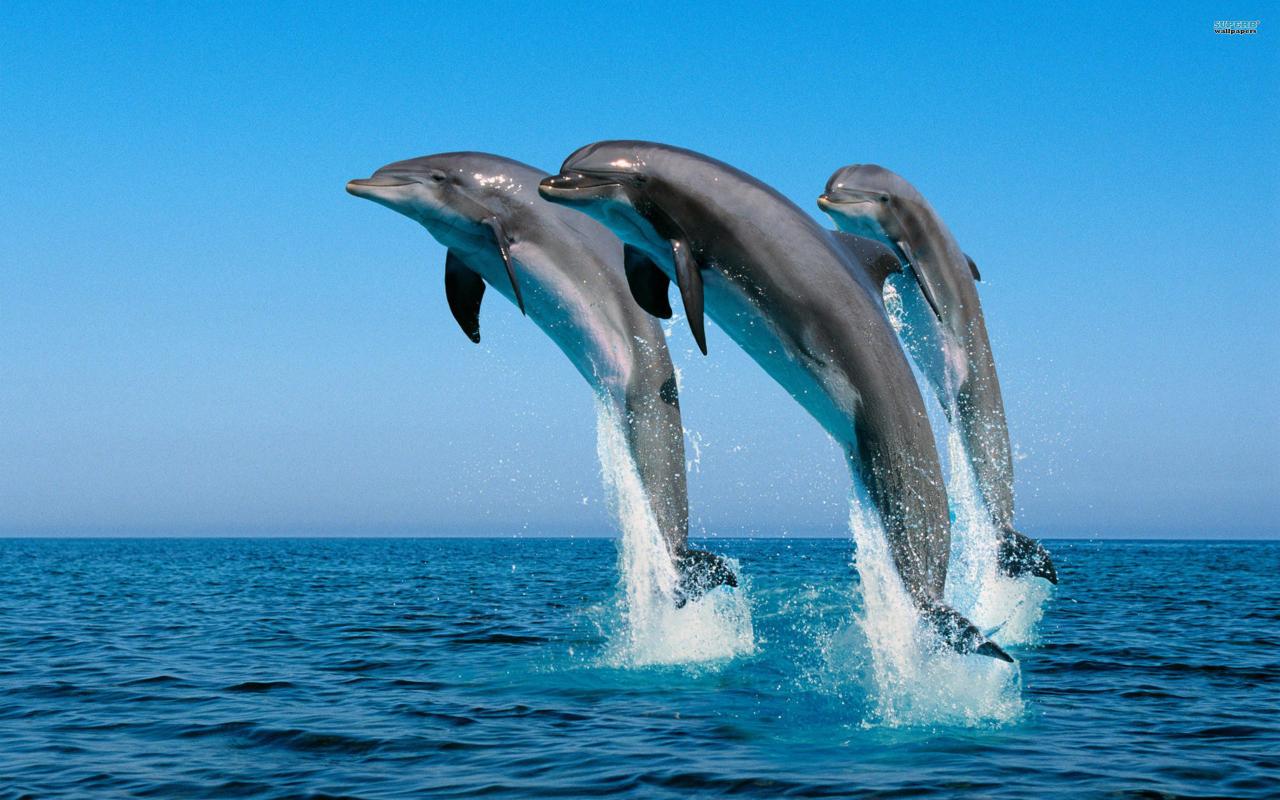 HD wallpaper Dolphin 1280x800 For 17-inch Widescreen#29