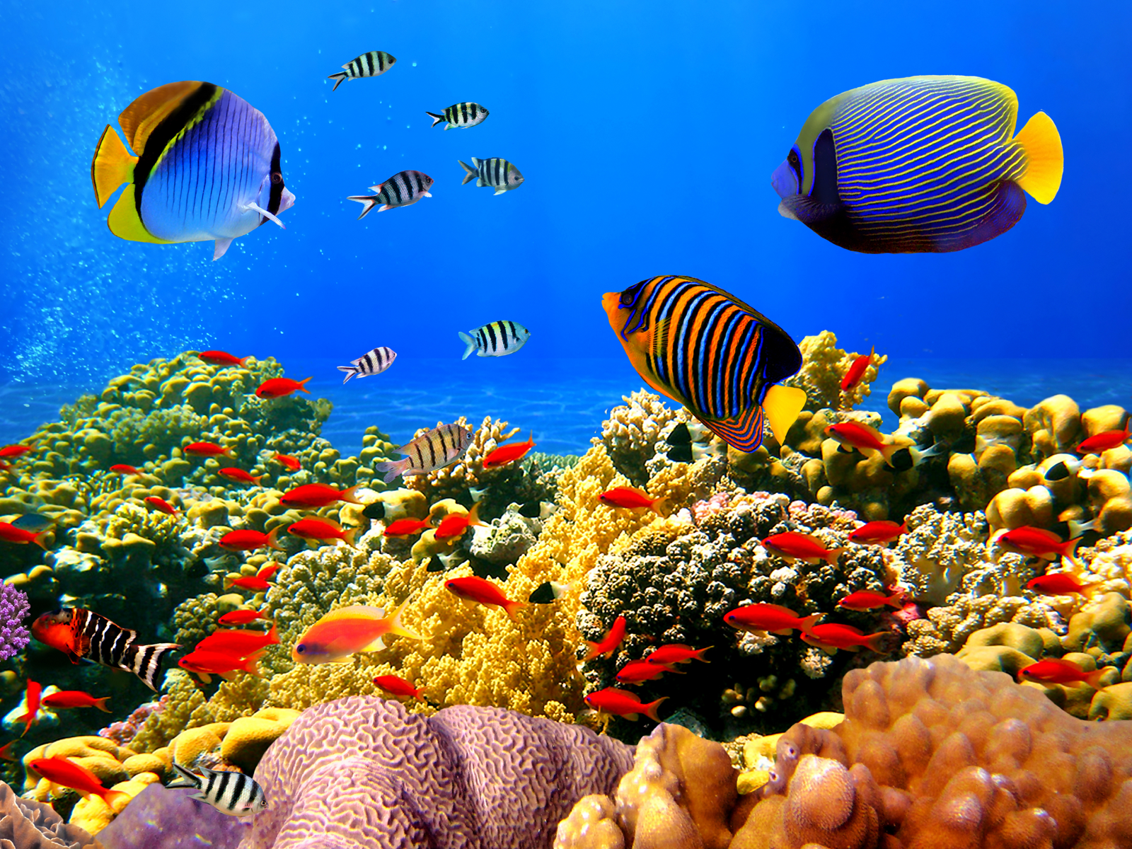 Colorful Fishes Wallpaper Sky HD Wallpaper