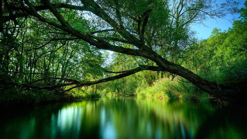 The 10 Nature Green Color HD Wallpapers - Good For Your Eyes ...