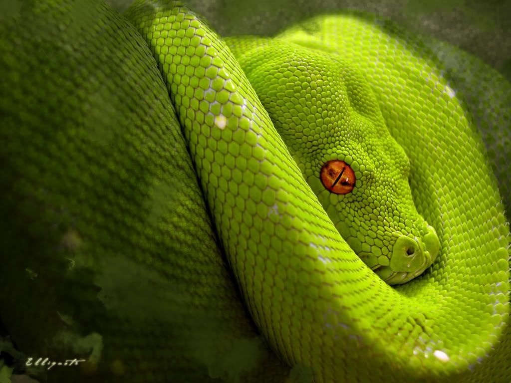 Snake Desktop Wallpapers | Snake HD Images | Cool Wallpapers
