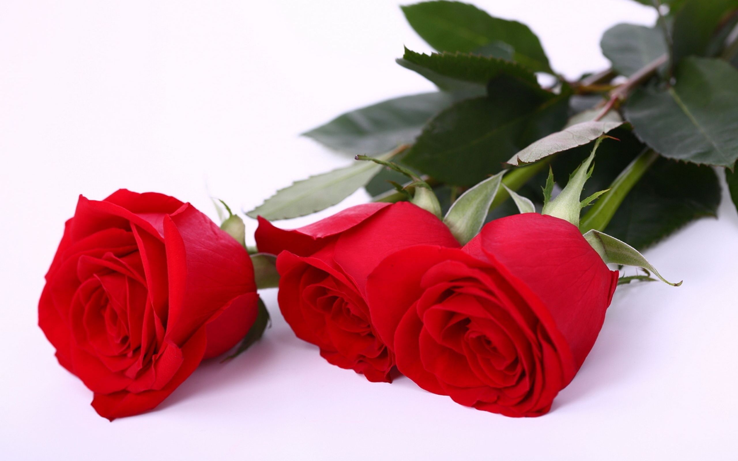 Red Rose HD Wallpaper, Red Rose Photos, New Backgrounds